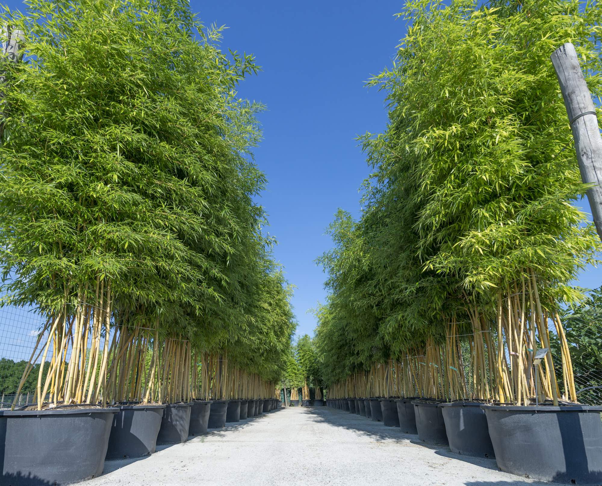 bambu piuvica vannucci piante